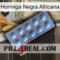 African Black Ant viagra3